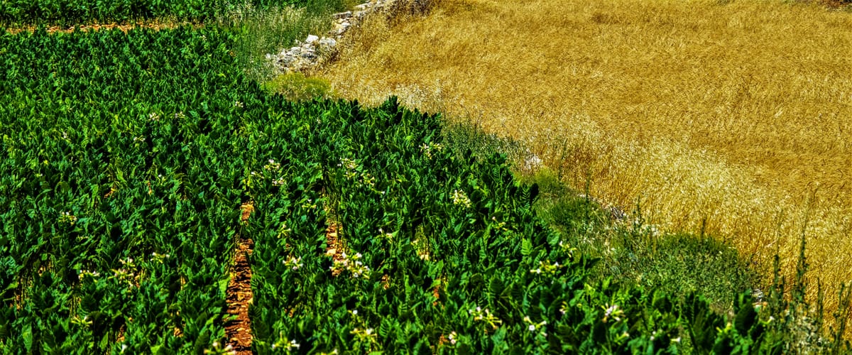 Sustainable Agriculture